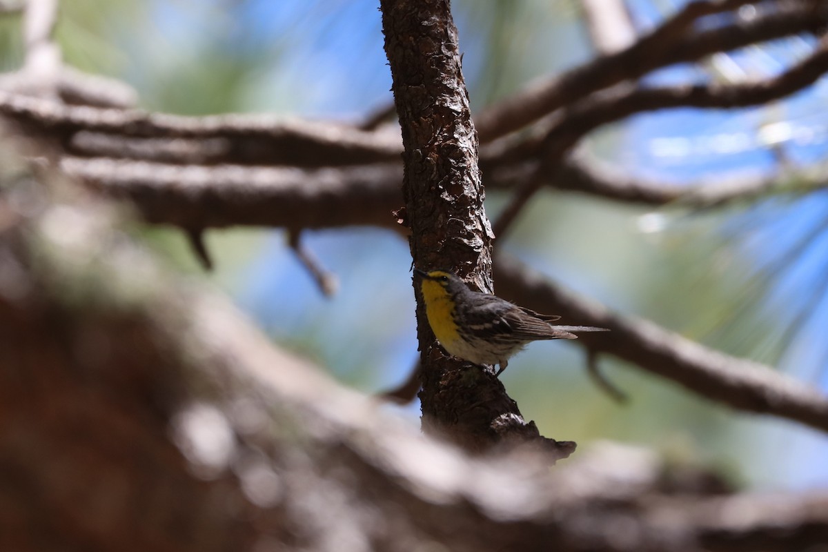 Grace's Warbler - ML620118383