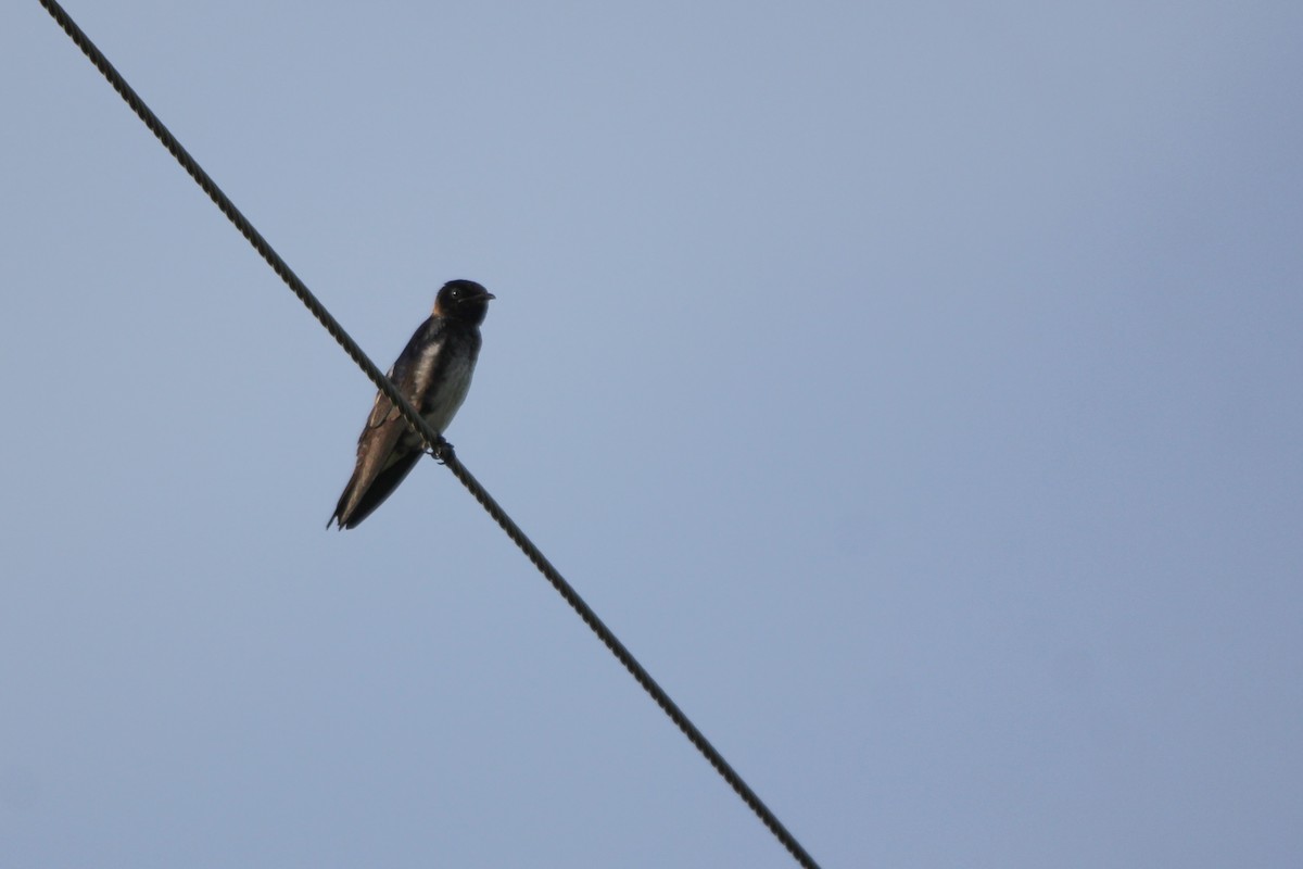 Purple Martin - ML620118390