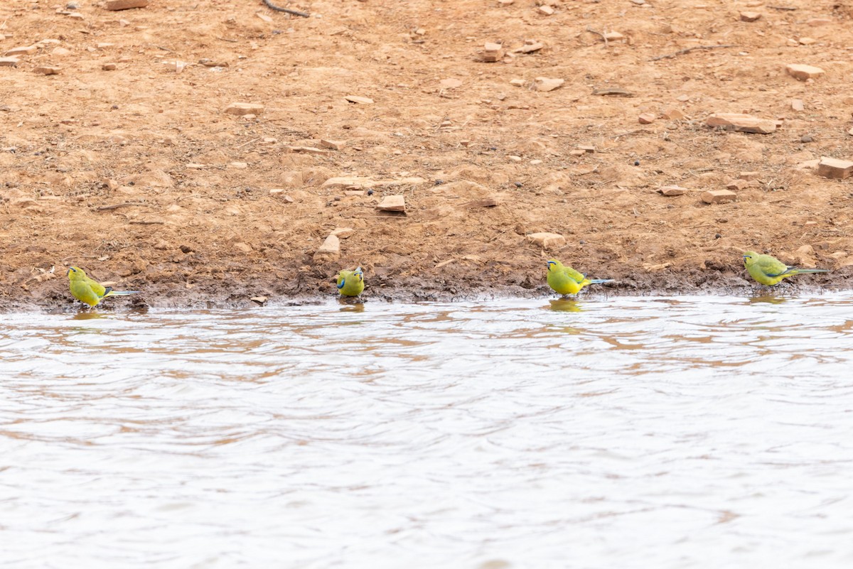 Elegant Parrot - ML620118393