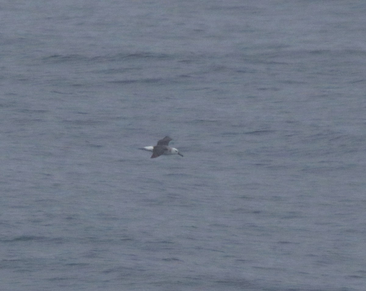 Чернобровый альбатрос - ML620118424