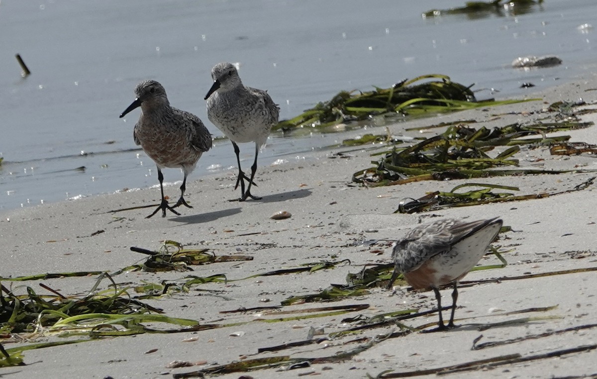 Red Knot - ML620118439