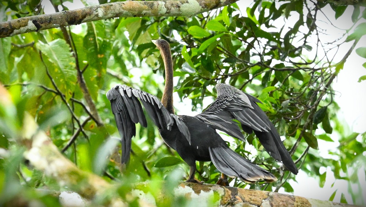 Anhinga d'Amérique - ML620118447