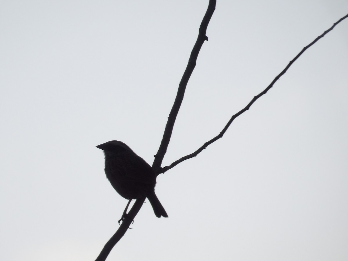 Striped Sparrow - ML620118454