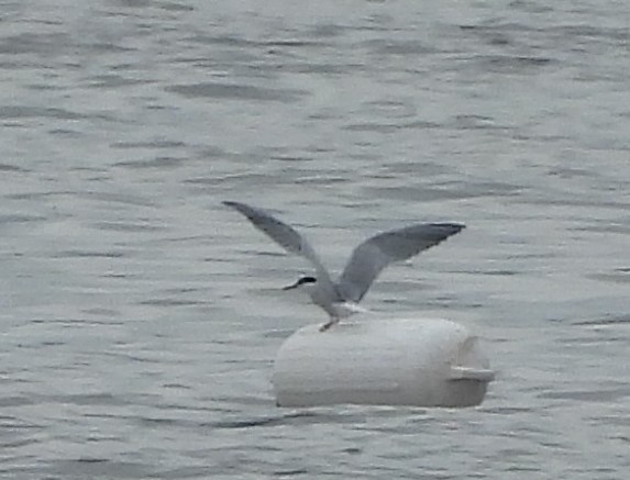 Common Tern - ML620118455
