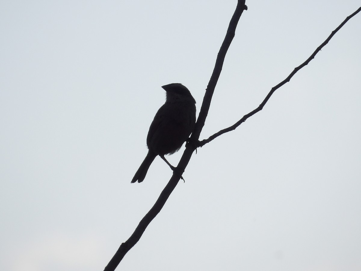 Striped Sparrow - ML620118456