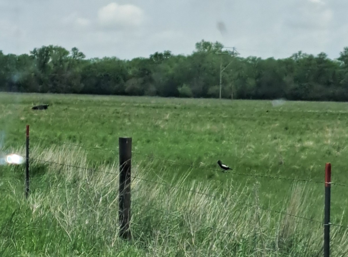 Lark Bunting - ML620118469