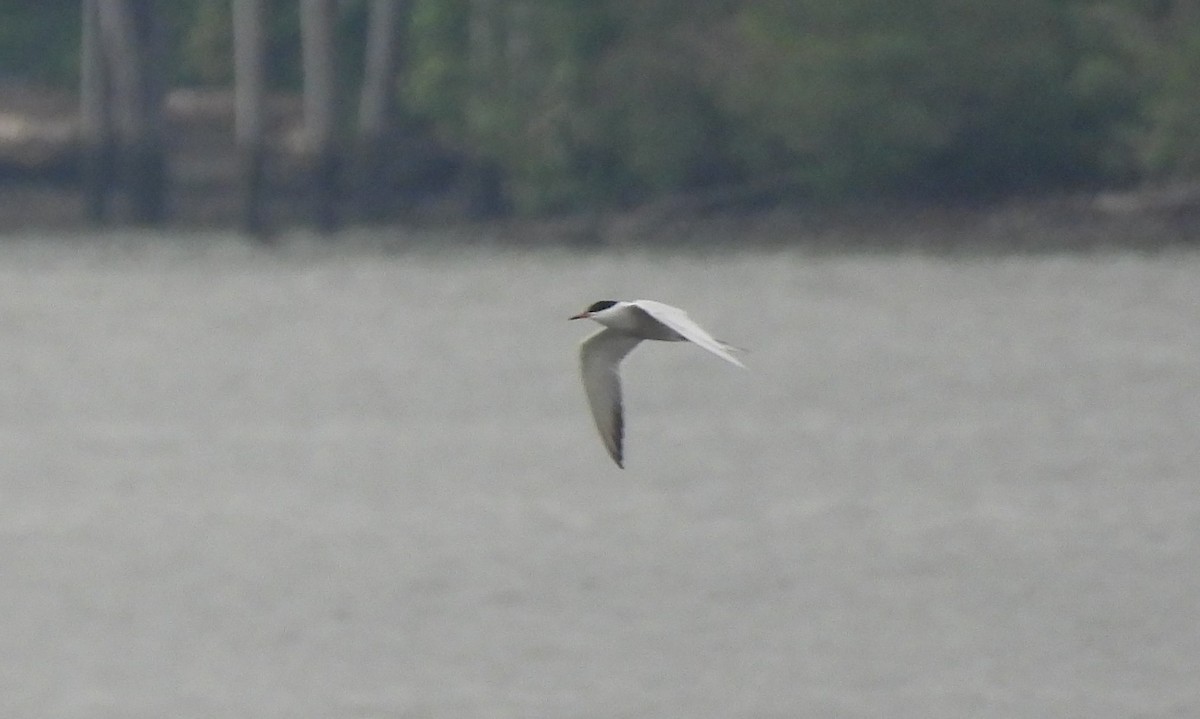 Common Tern - ML620118471