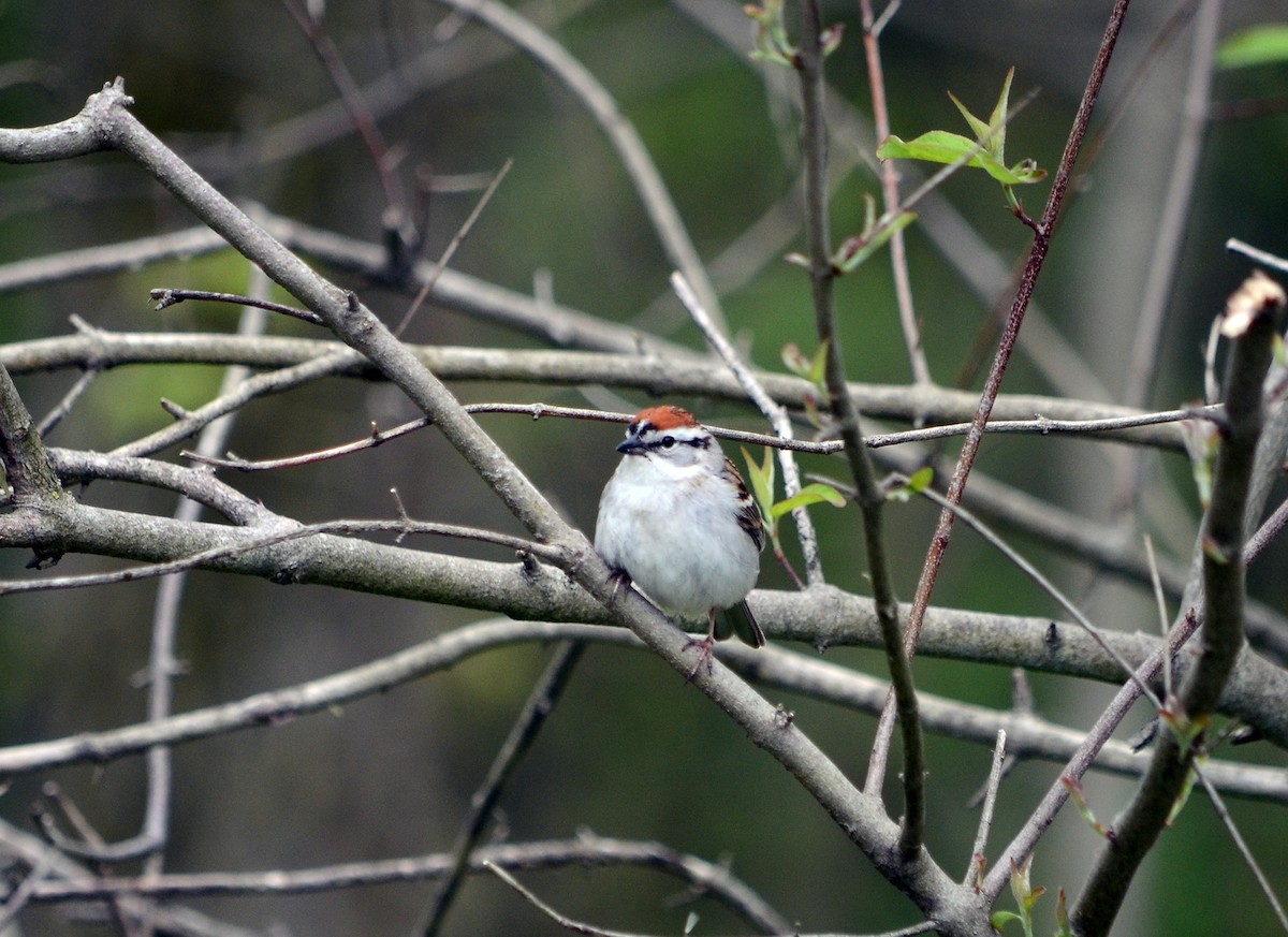 Chipping Sparrow - ML620118472
