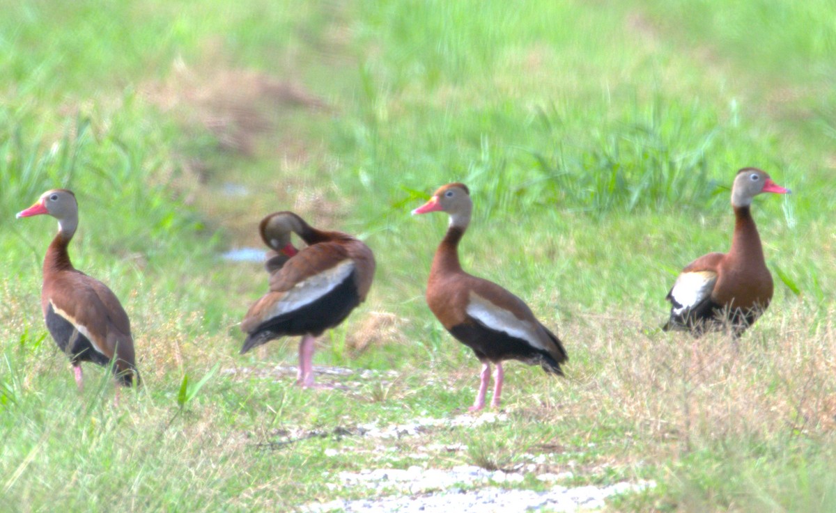 Black-bellied Whistling-Duck - ML620118492