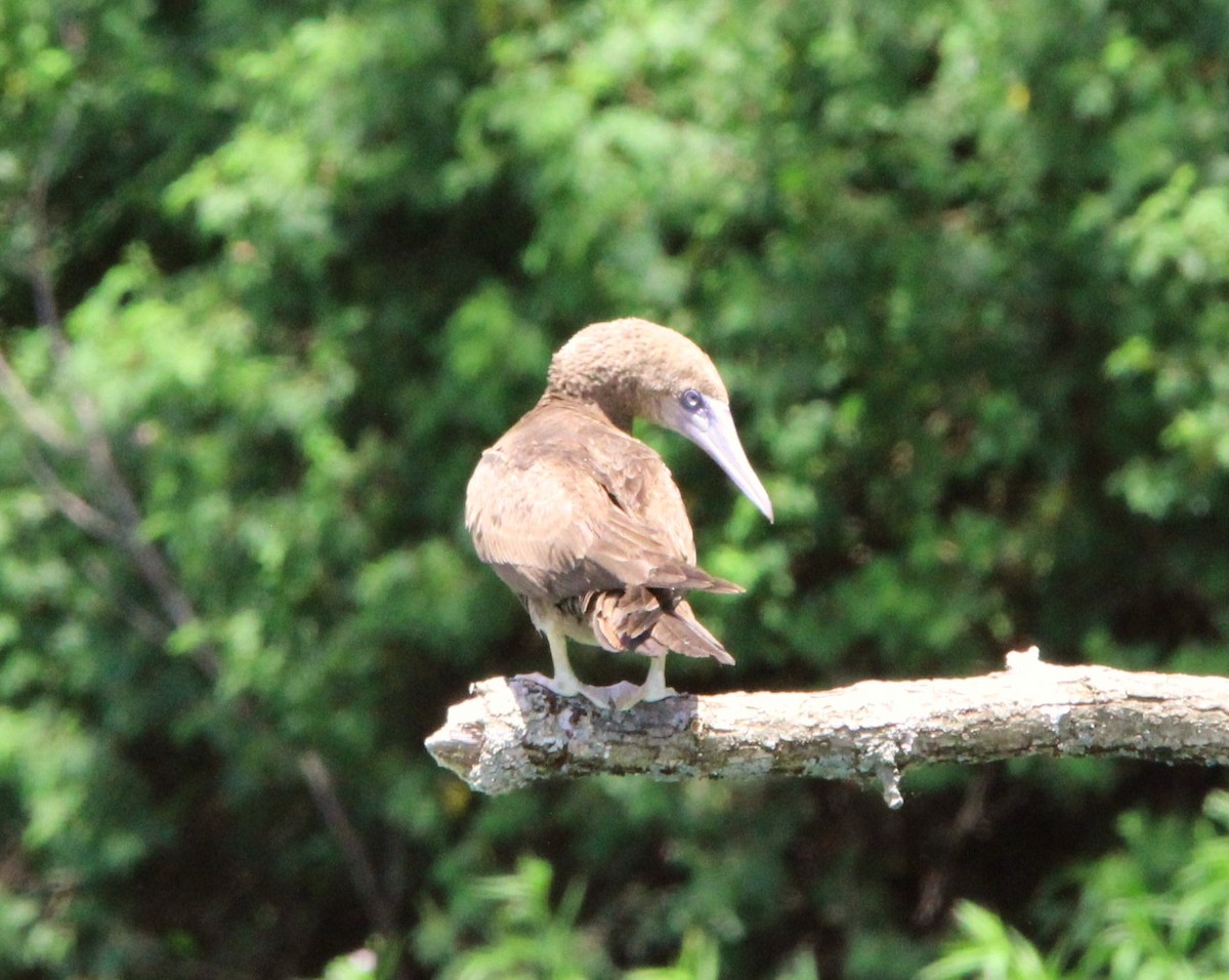 Brown Booby - ML620118507