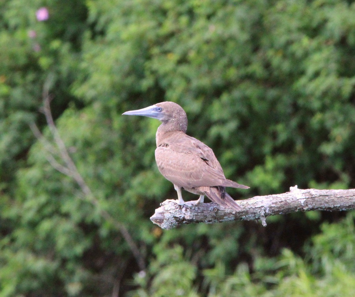 Brown Booby - ML620118509