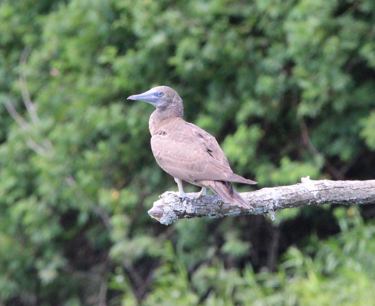 Brown Booby - ML620118510