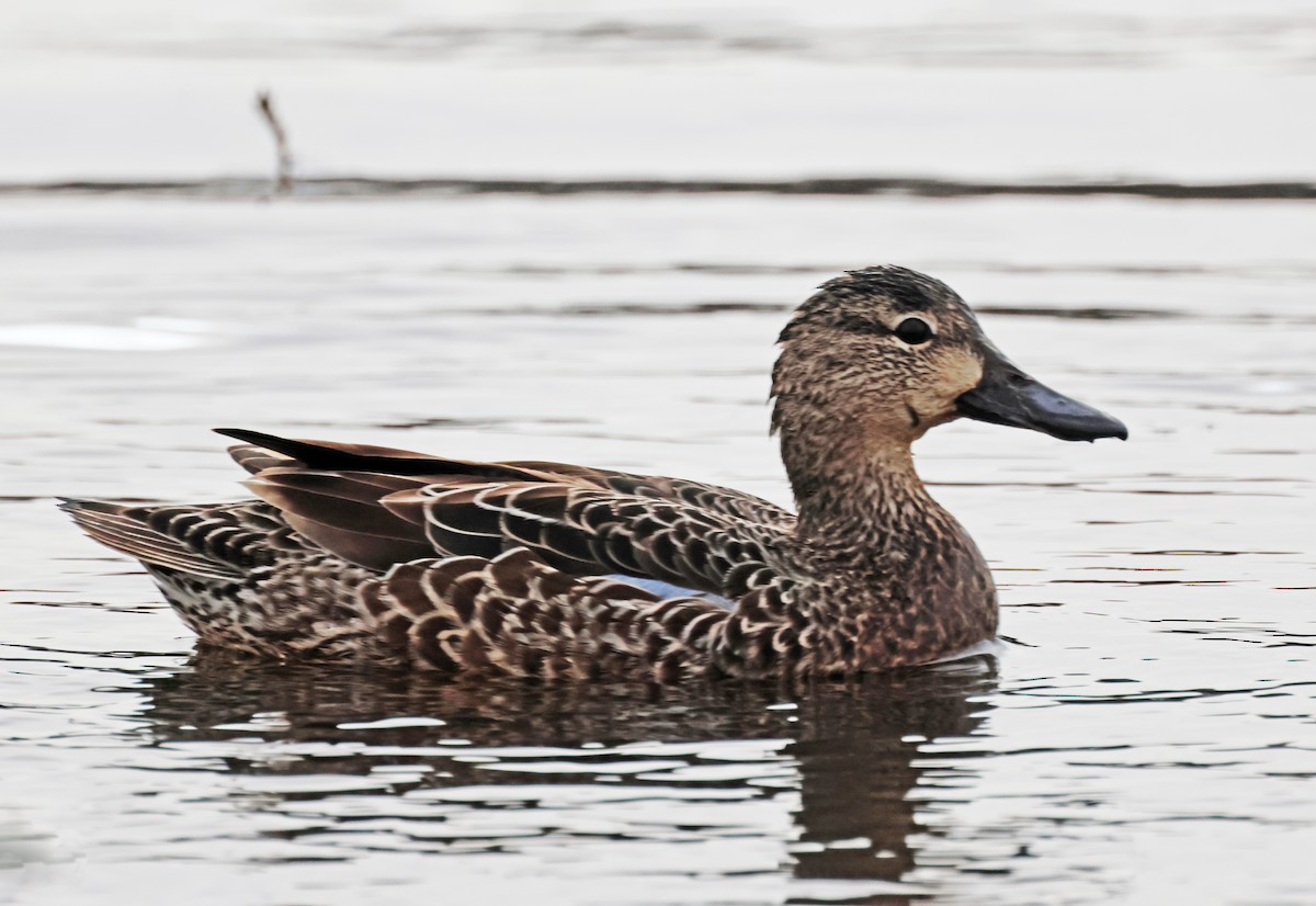 Blue-winged Teal - ML620118517