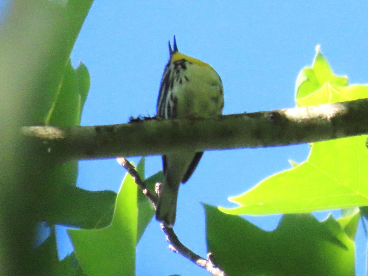 Yellow-throated Warbler - ML620118526