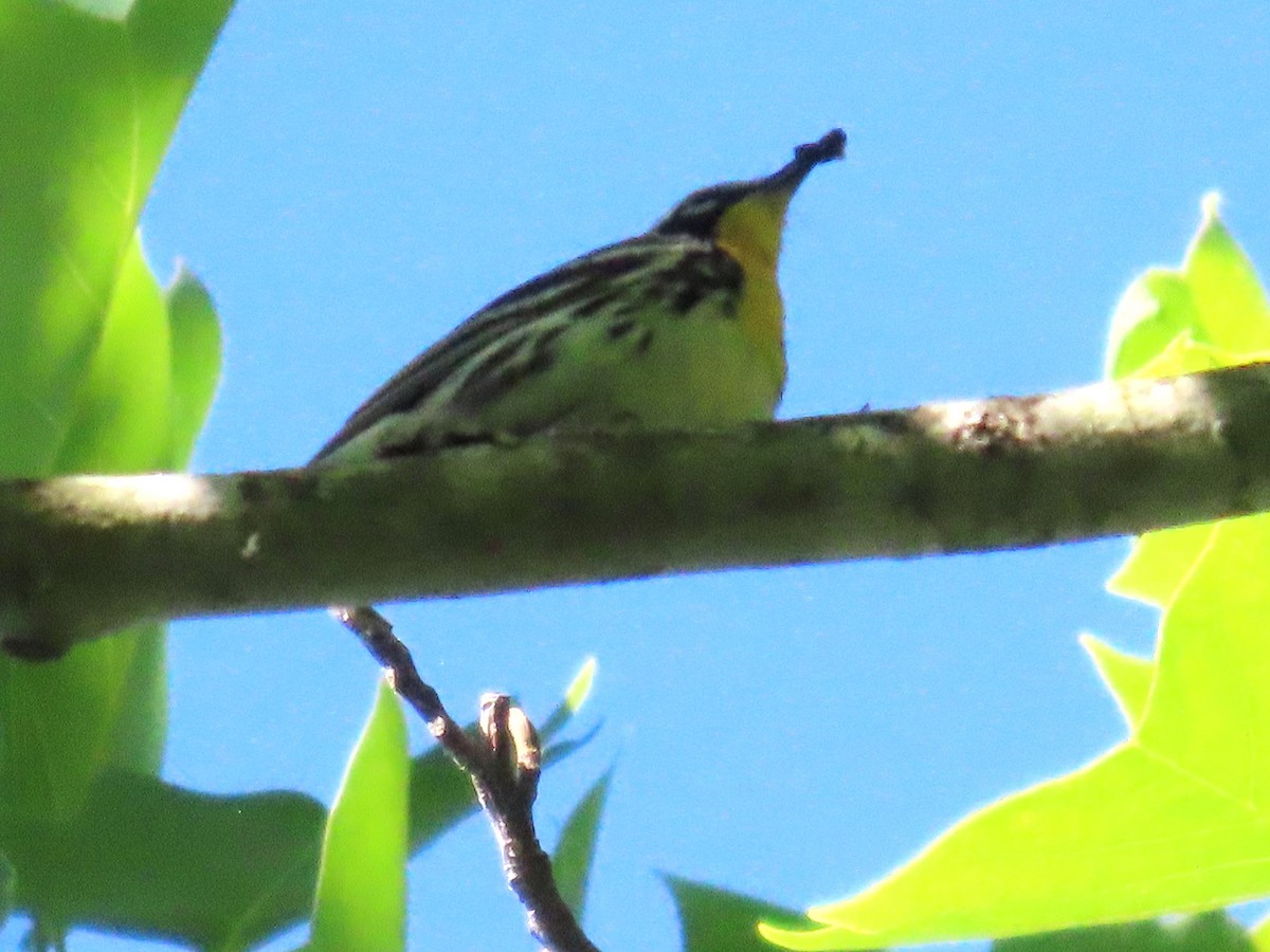 Yellow-throated Warbler - ML620118527