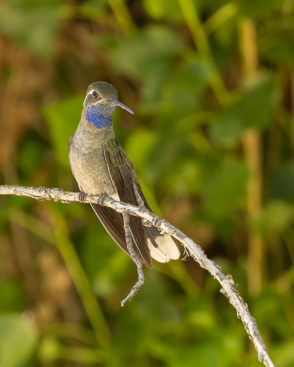 Colibri à gorge bleue - ML620118536