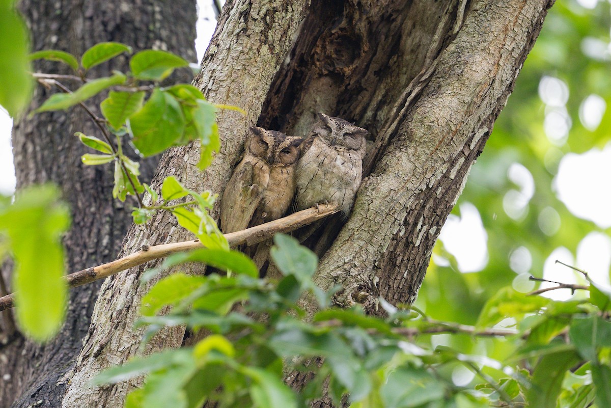 Indian Scops-Owl - ML620118537