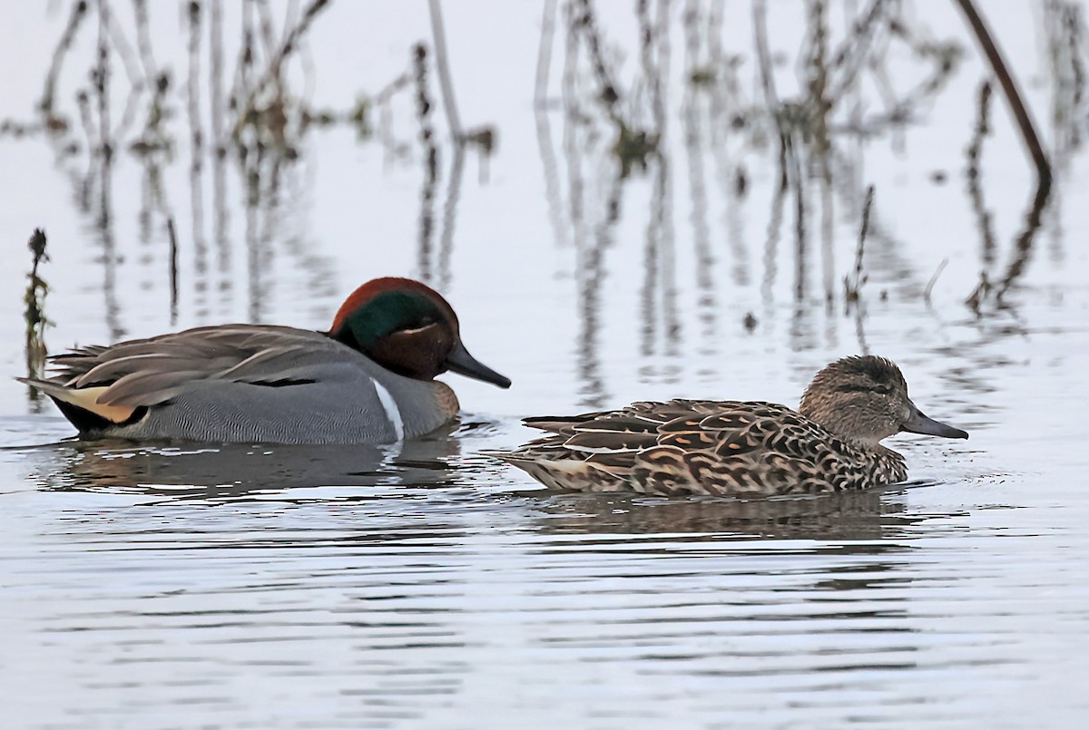 Green-winged Teal - ML620118541