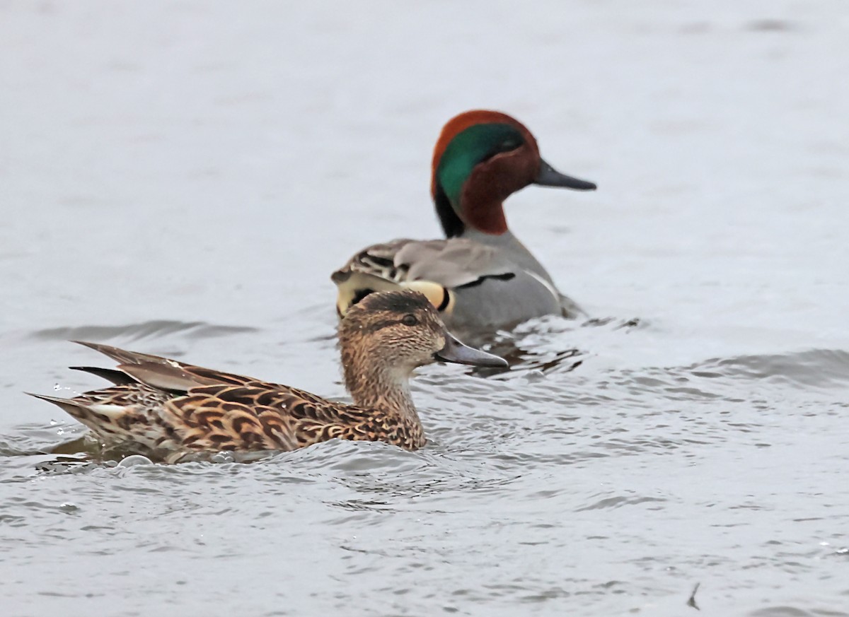 Green-winged Teal - ML620118543
