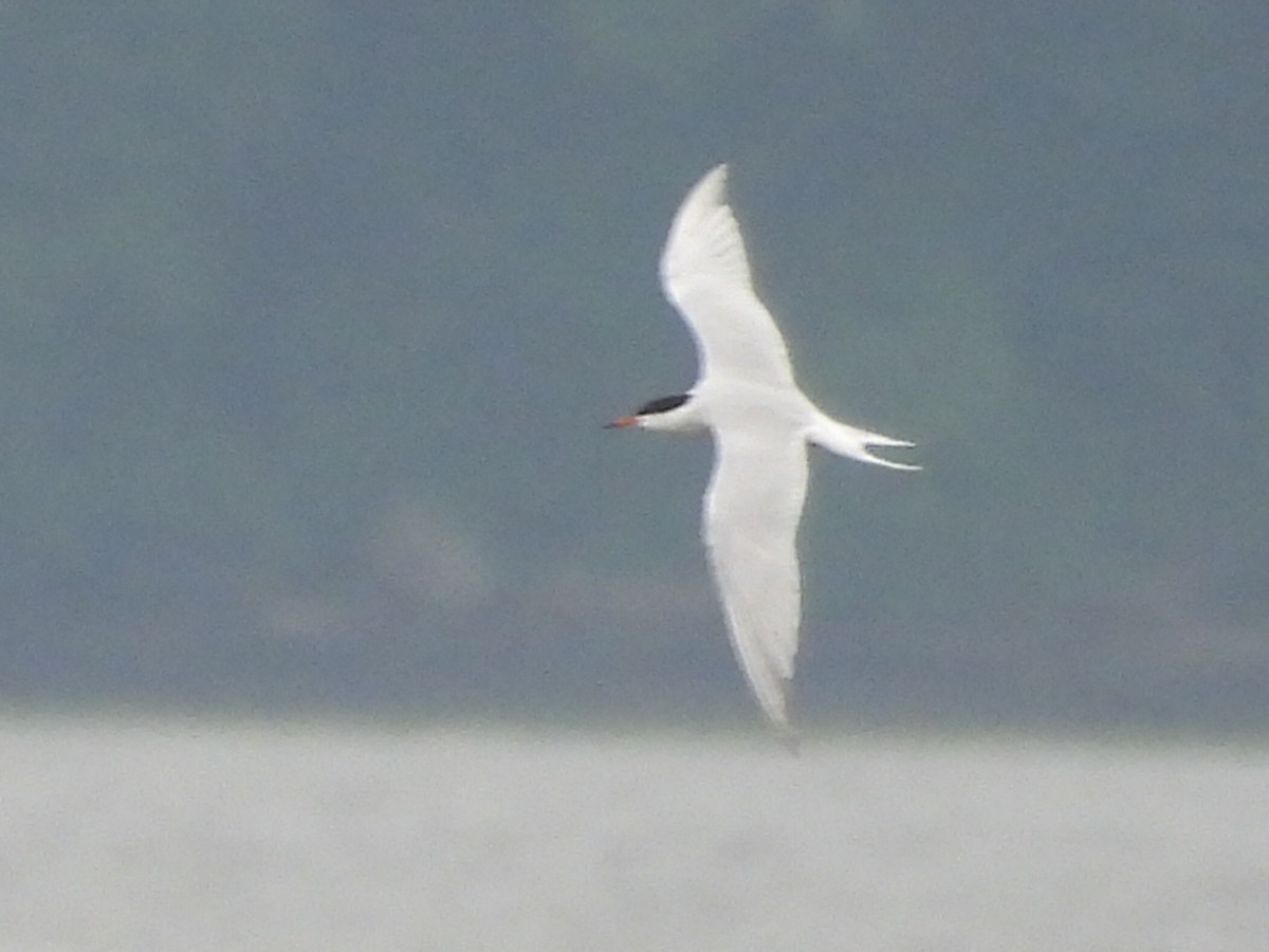 Common Tern - ML620118544
