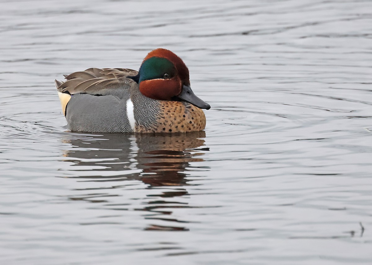Green-winged Teal - ML620118546