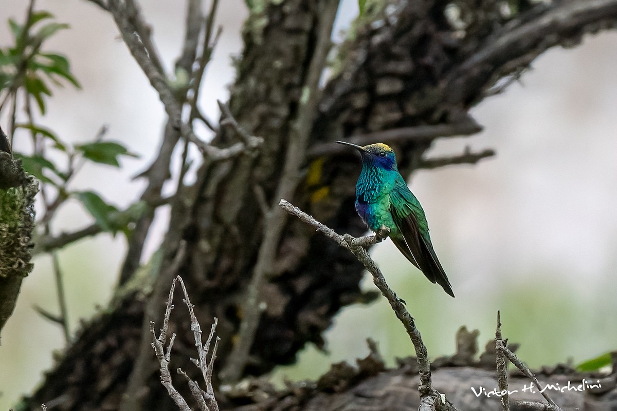 kolibřík modrolící - ML620118547