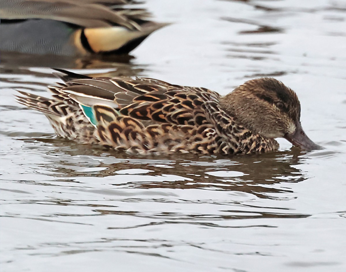 Green-winged Teal - ML620118548