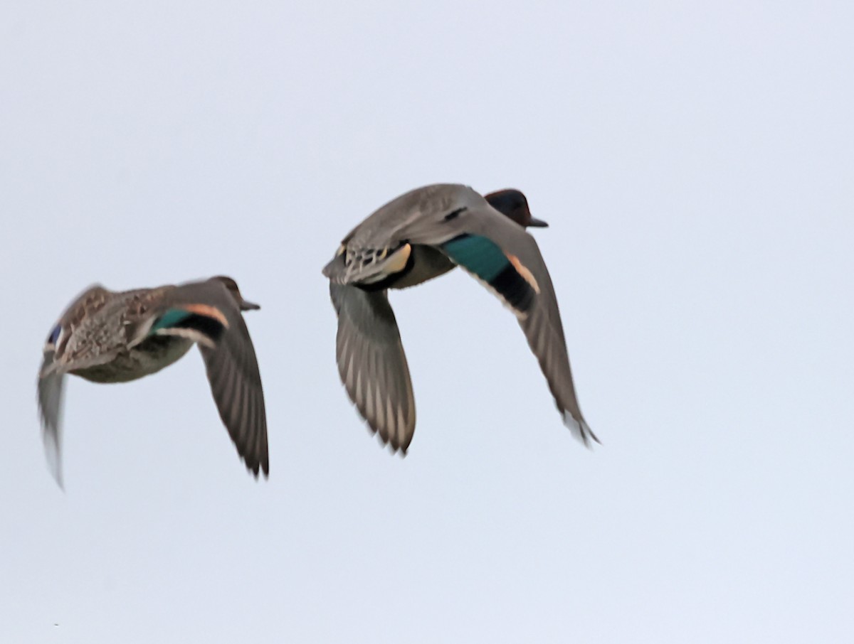 Green-winged Teal - ML620118550