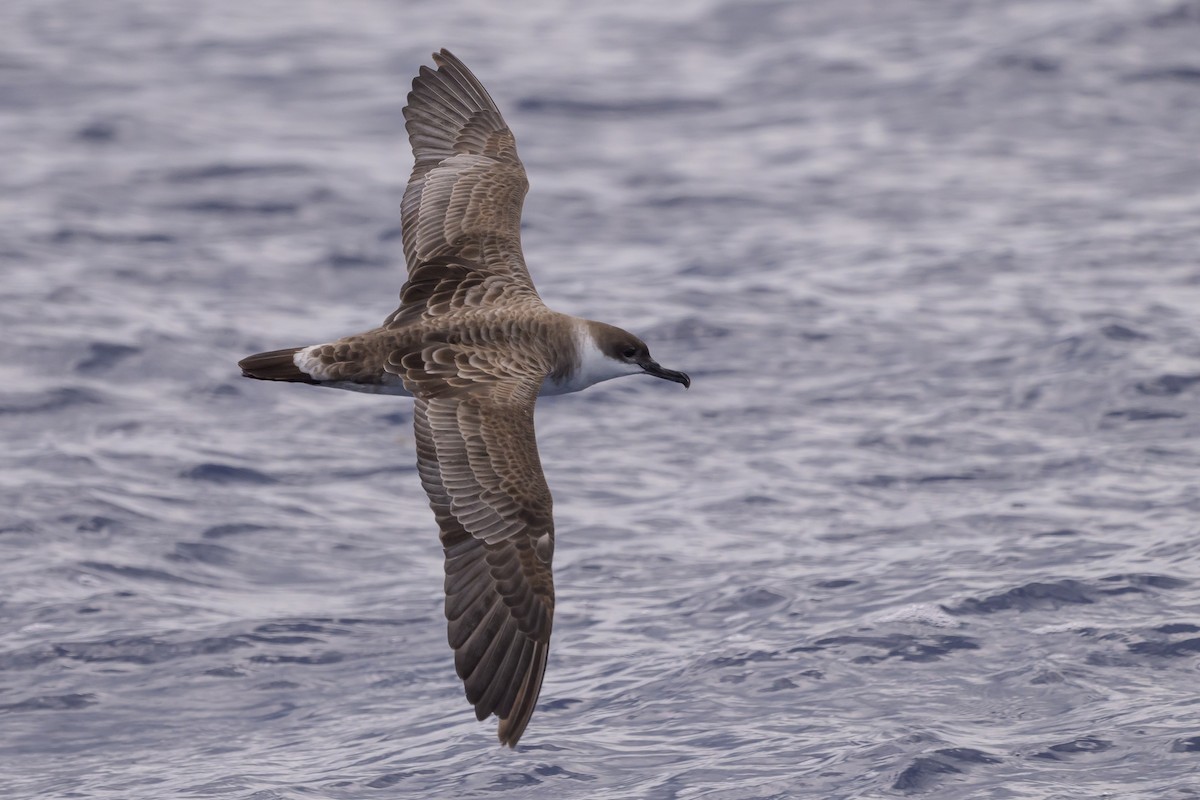 Great Shearwater - ML620118563