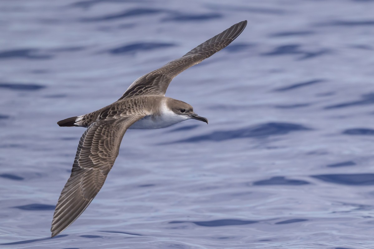 Great Shearwater - ML620118569