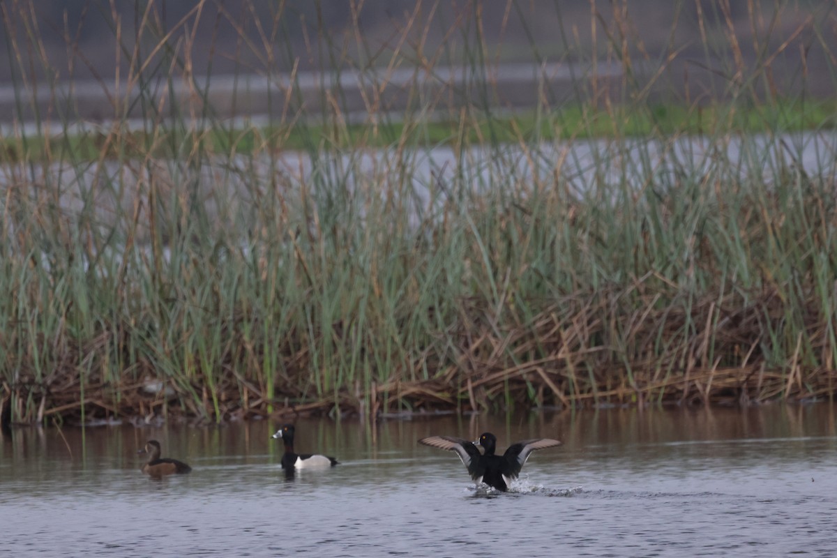 Ring-necked Duck - ML620118573