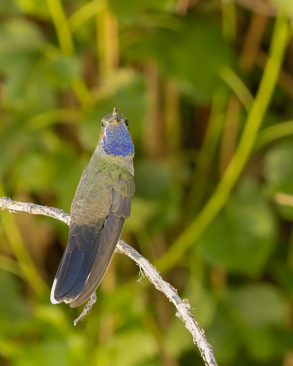 Colibri à gorge bleue - ML620118575
