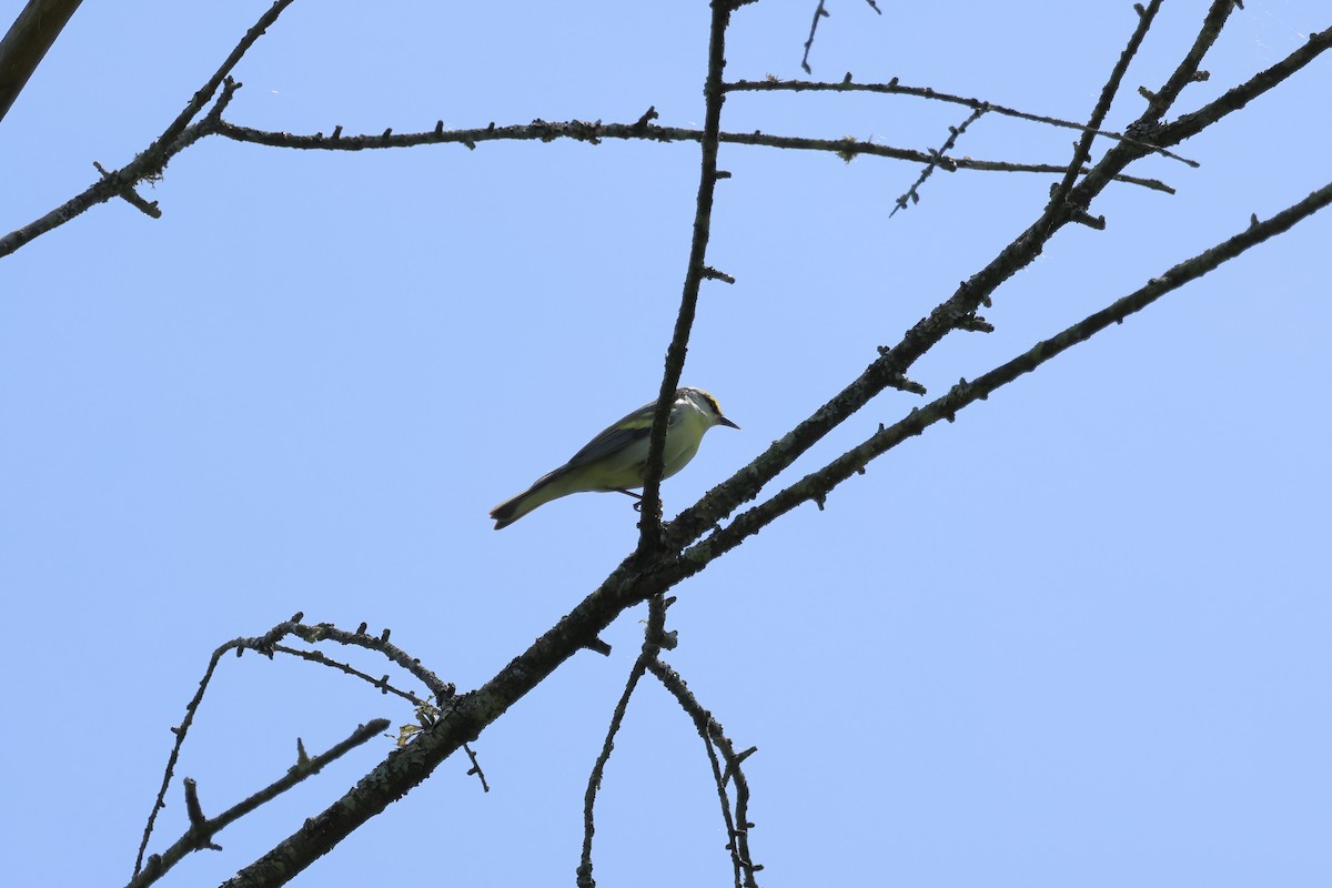 Brewster's Warbler (hybrid) - ML620118579