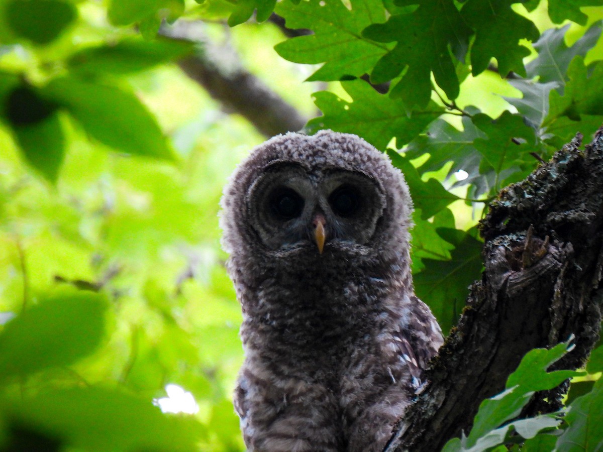 Barred Owl - ML620118582