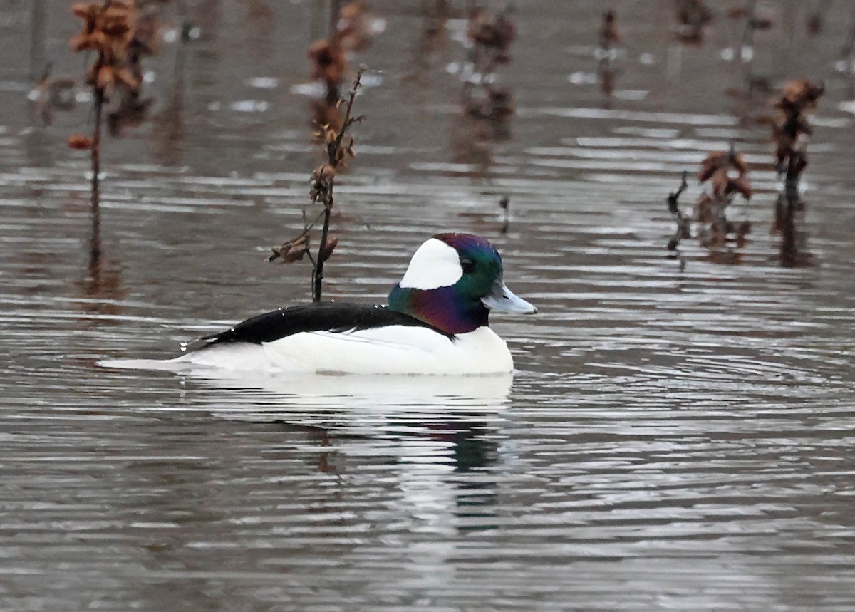 Bufflehead - ML620118585