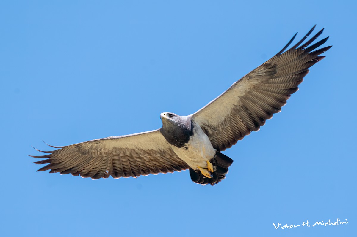 Black-chested Buzzard-Eagle - ML620118586