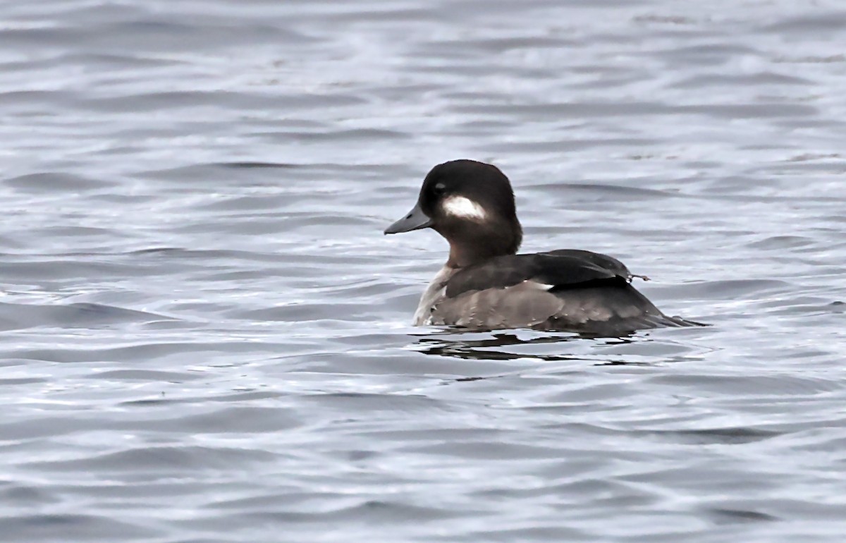 Bufflehead - ML620118590