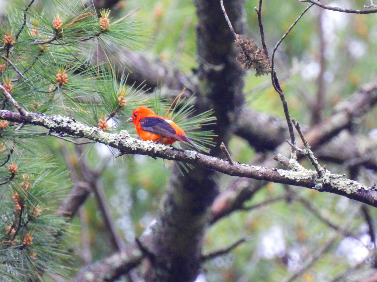 Scarlet Tanager - ML620118591