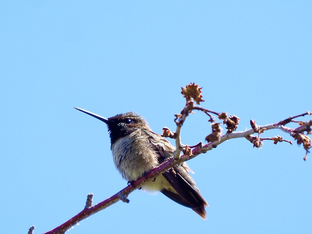 Black-chinned Hummingbird - ML620118594