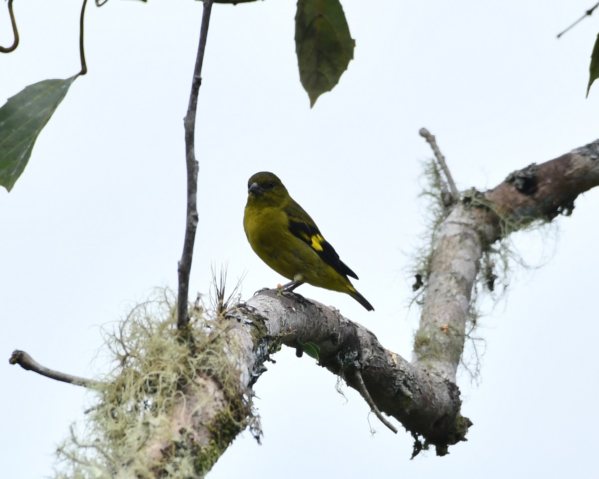 Olivaceous Siskin - ML620118597