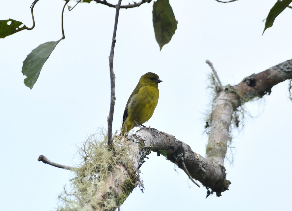 Olivaceous Siskin - ML620118598