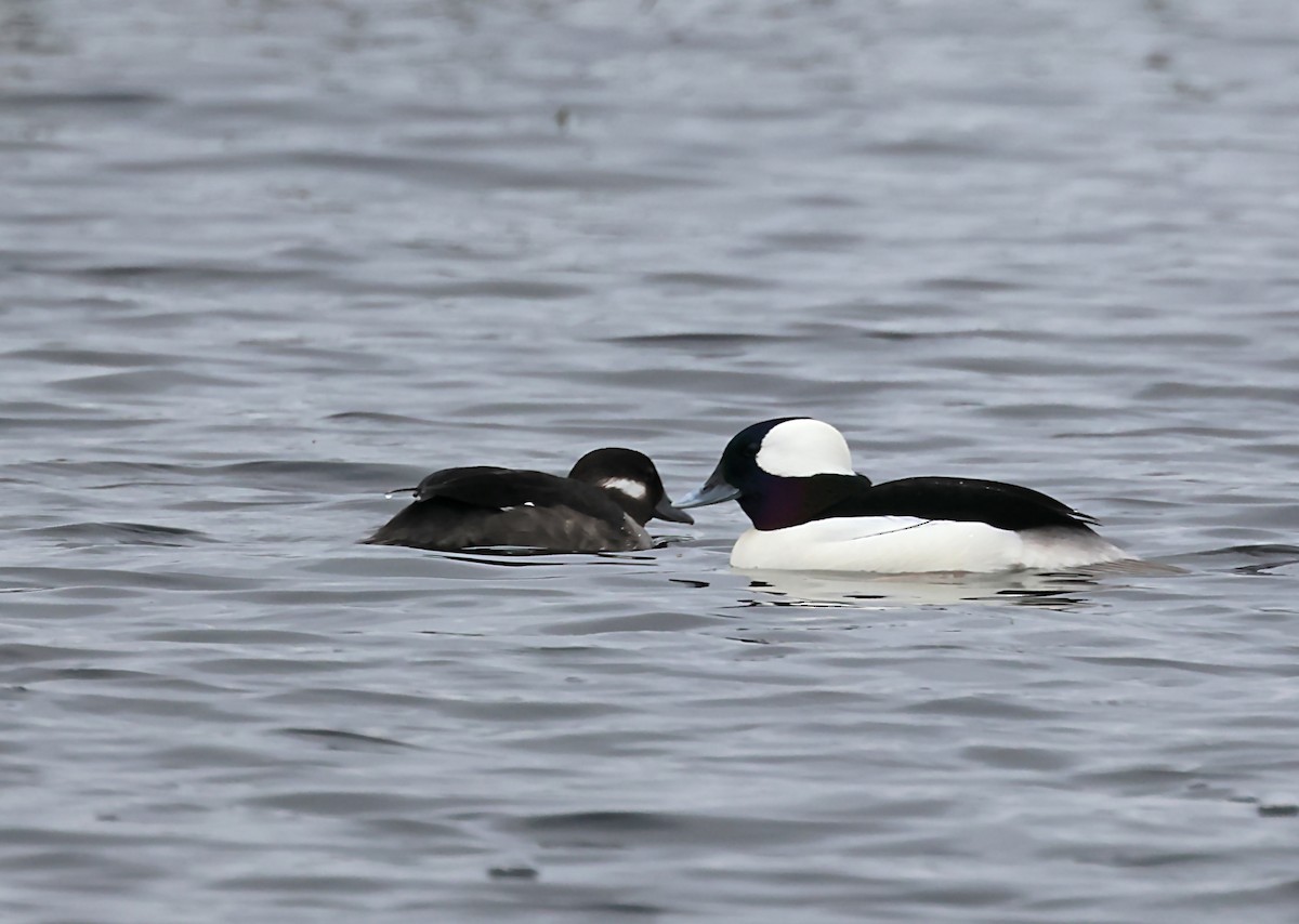 Bufflehead - ML620118607