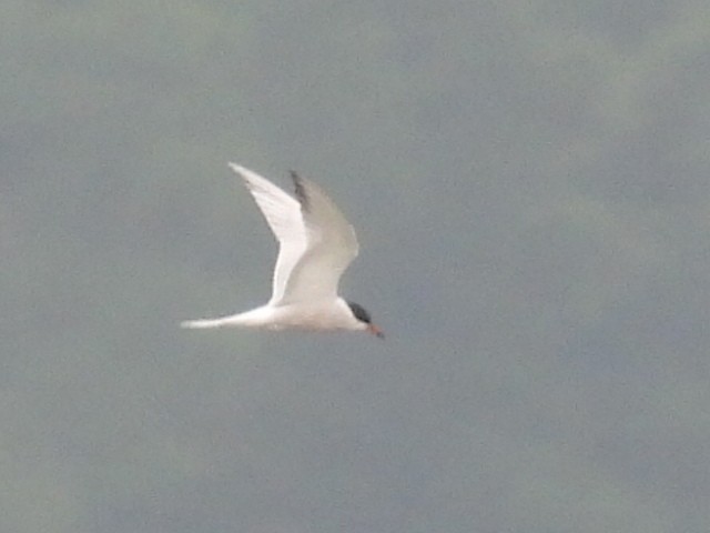 Common Tern - ML620118637