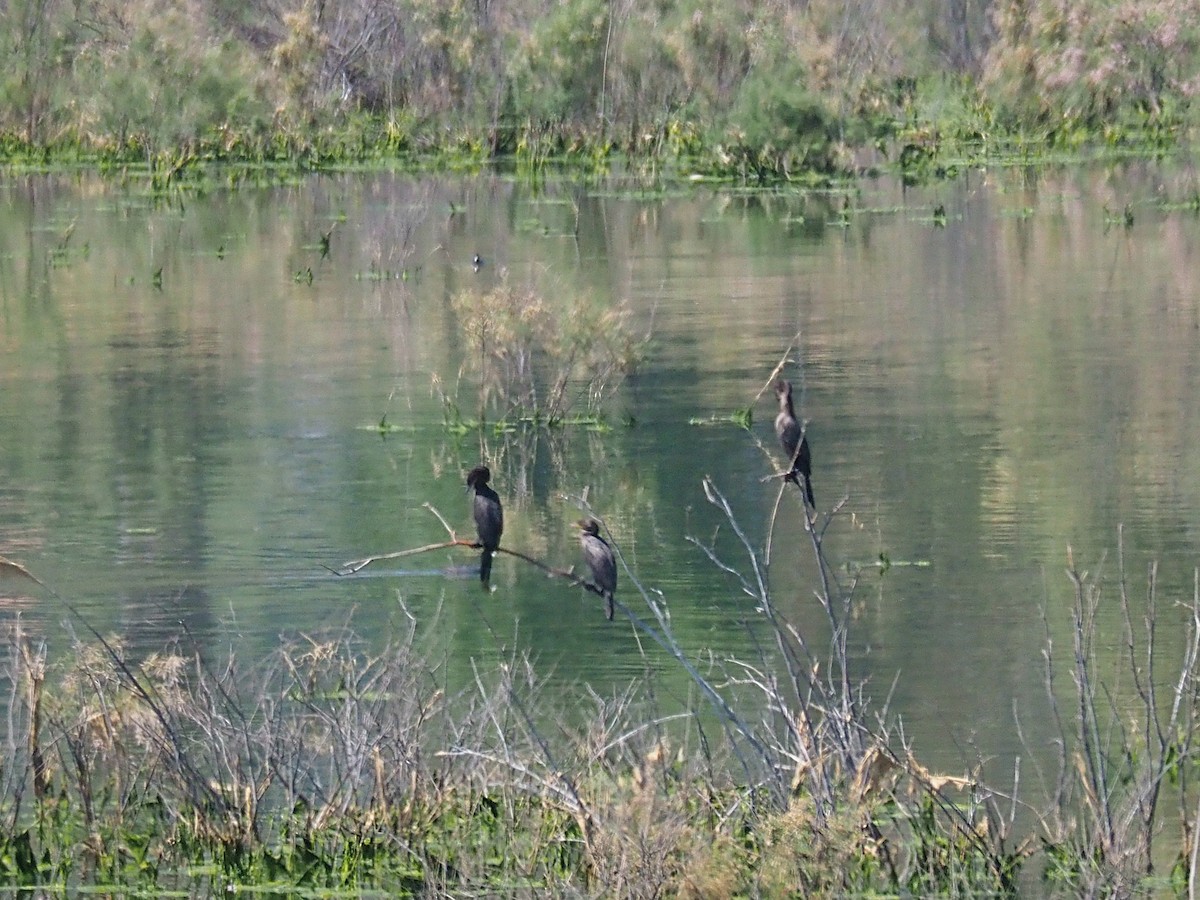 Cormoran vigua - ML620118647