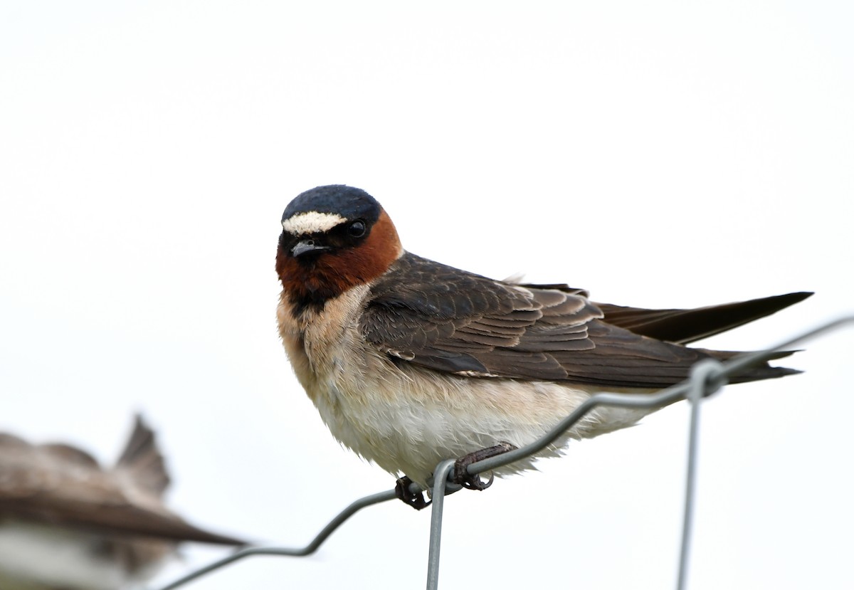 Cliff Swallow - ML620118649