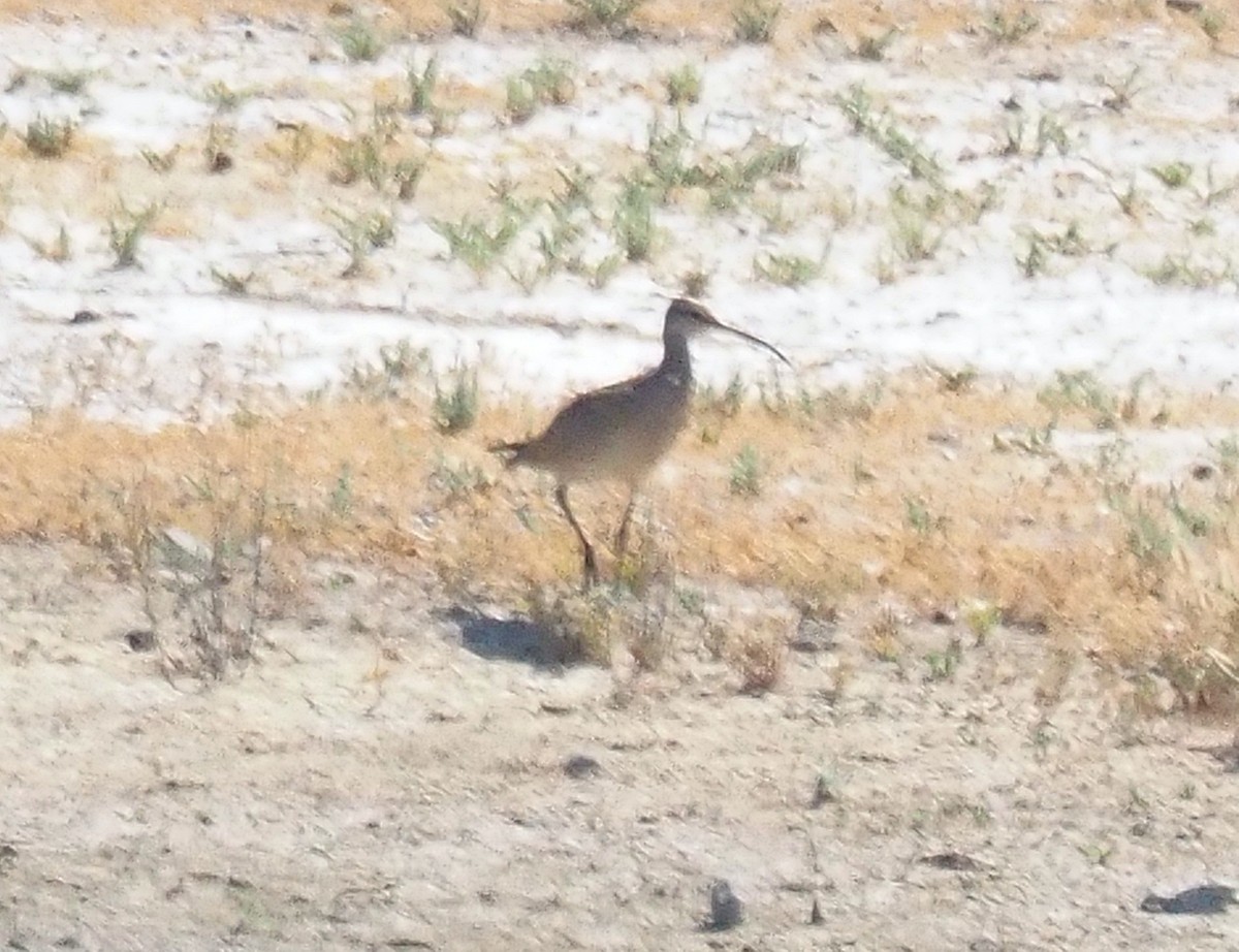 Long-billed Curlew - ML620118657