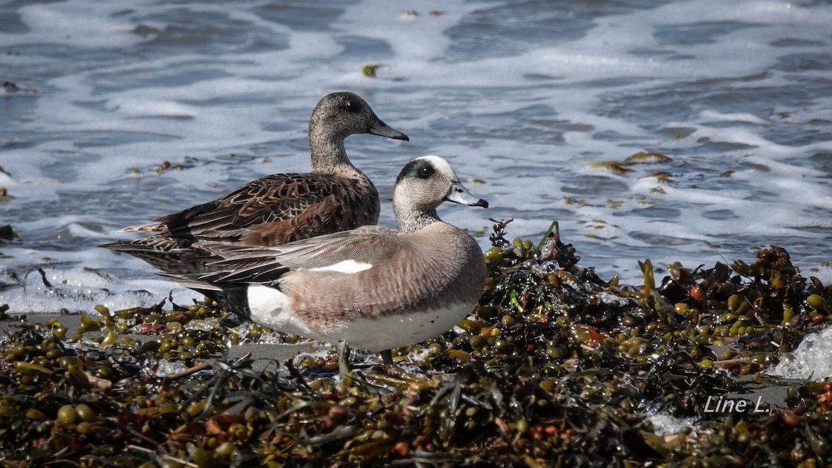 American Wigeon - ML620118658