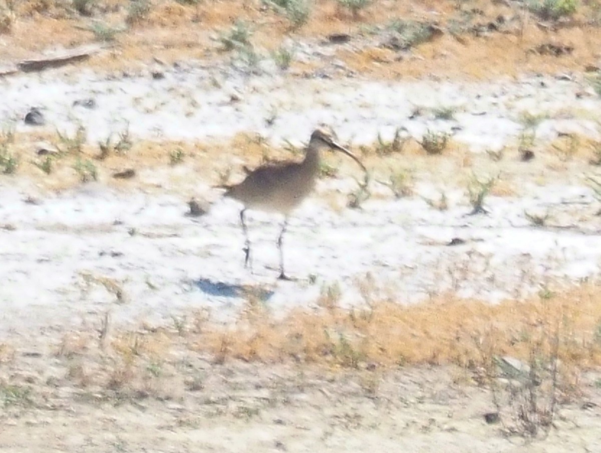 Long-billed Curlew - ML620118659