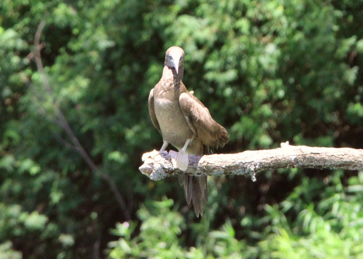 Brown Booby - ML620118669