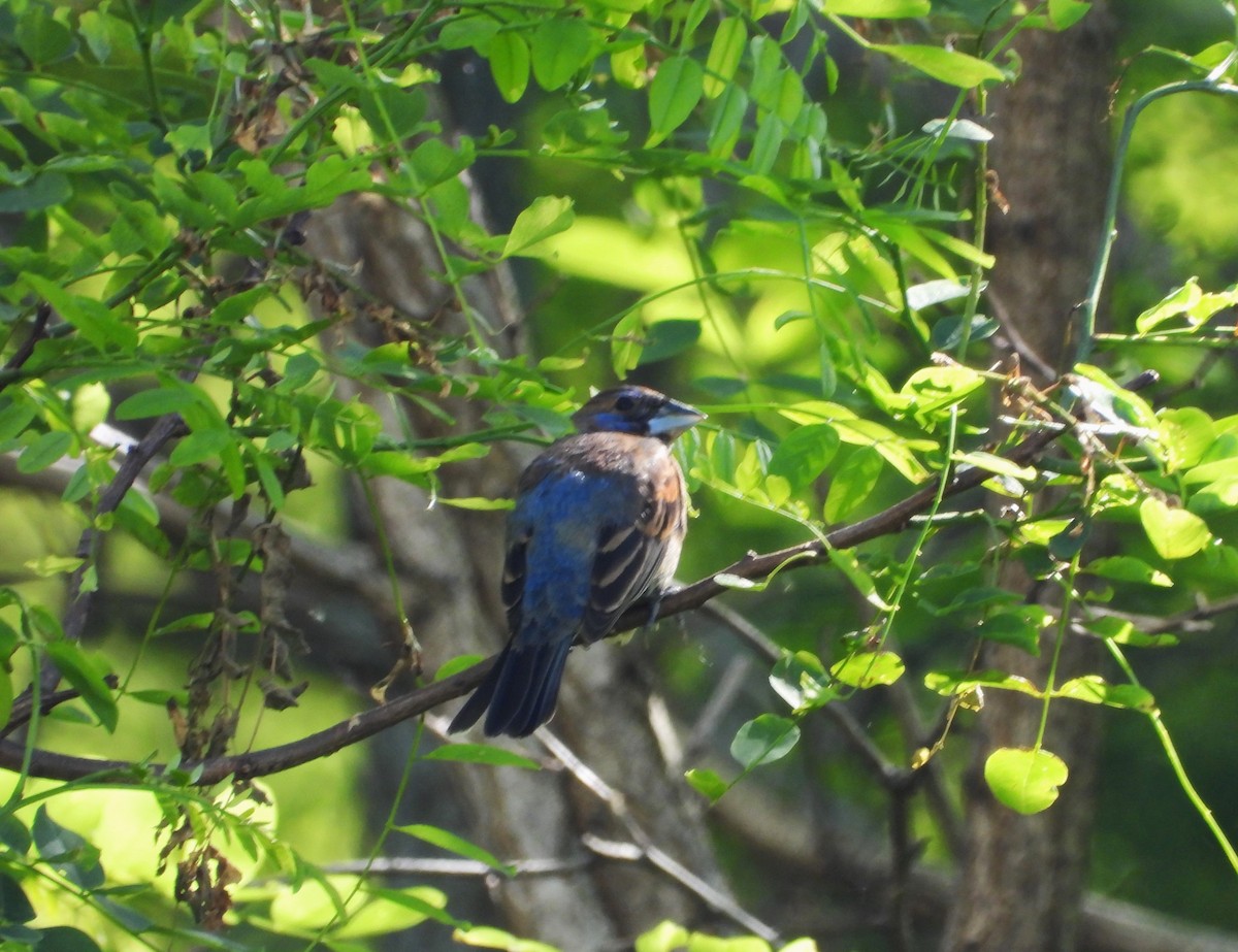 Blue Grosbeak - ML620118684